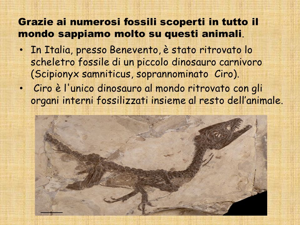 Dinosauri che passione ppt video online scaricare